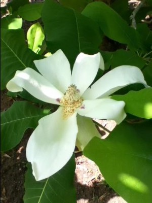Bigleaf Magnolia
